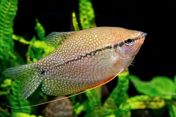 Perla Gourami