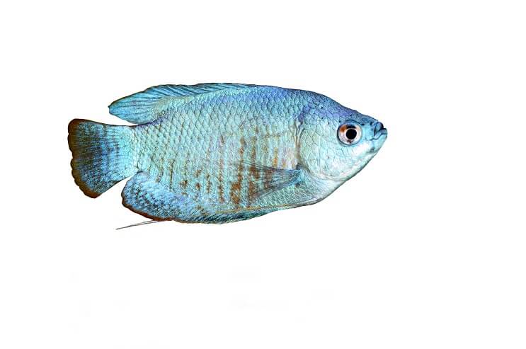 Gourami azul claro
