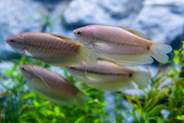 Gourami de piel de serpiente