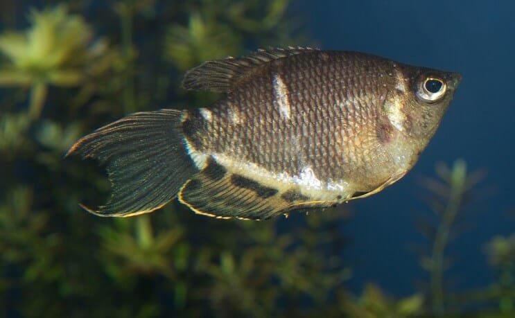 Gourami de chocolate