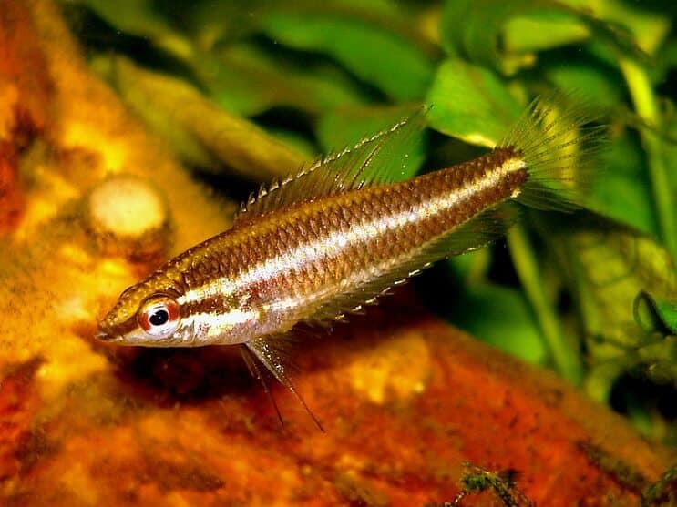 Regaliz Gourami
