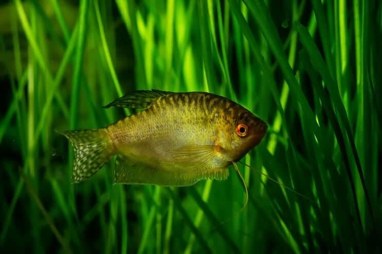 Gourami dorado