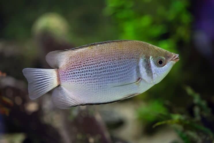 Besando a Gourami