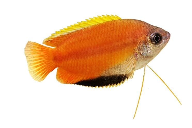 Miel Gourami