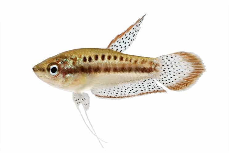 Gourami espumoso