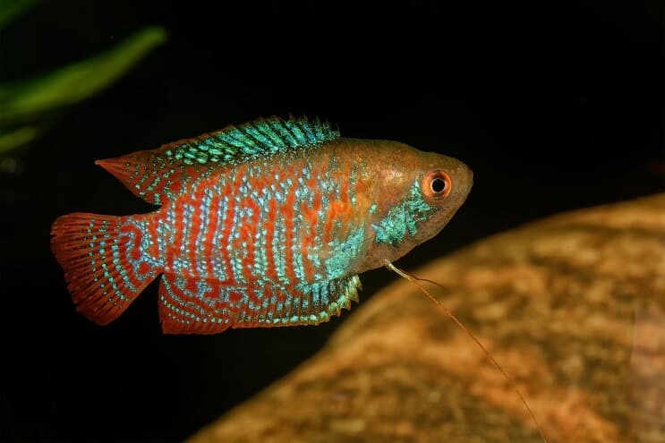 Gourami enano