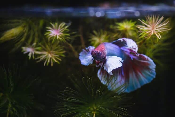 Pez Betta