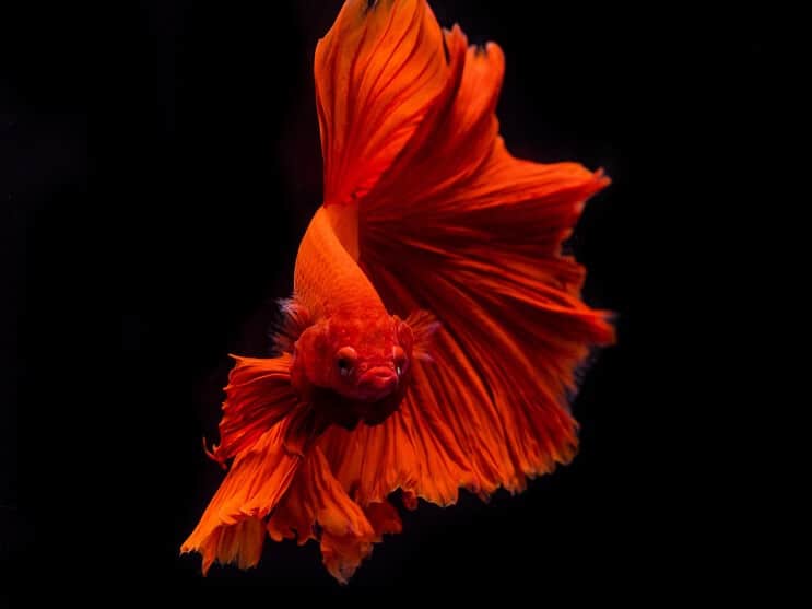 Aspecto del pez Betta