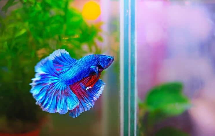 Hábitat de peces Betta