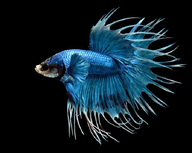 Cola de cuervo Betta