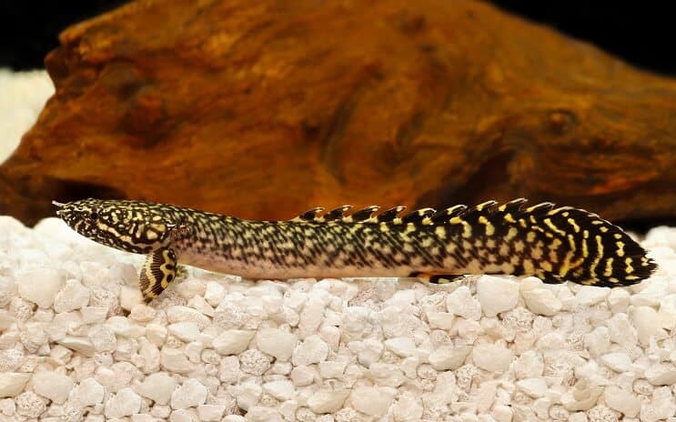Bichir adornado