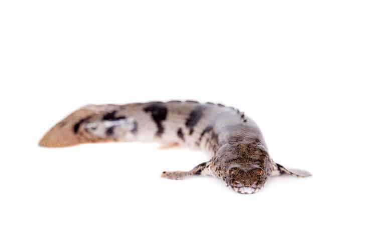 Bichir ensillado