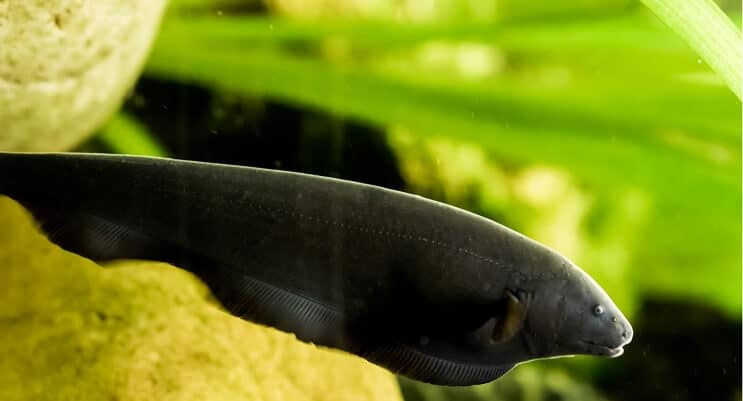 Pez cuchillo fantasma negro