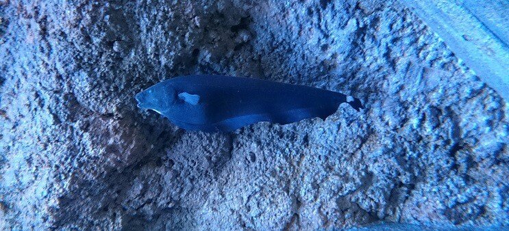 Pez cuchillo fantasma nadando