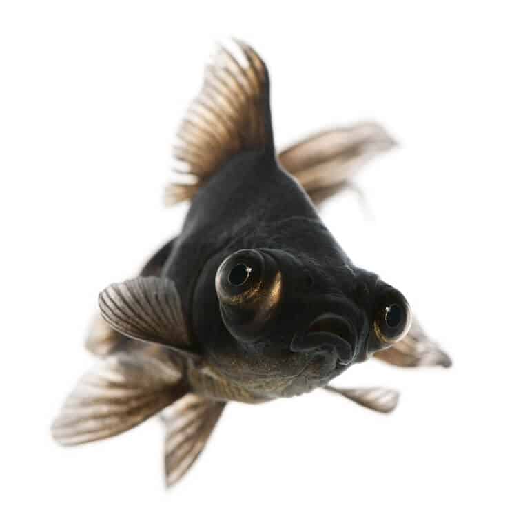 Cuidado de Black Moor Goldfish
