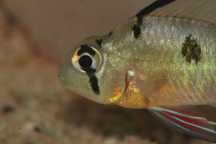 Carnero boliviano de cerca