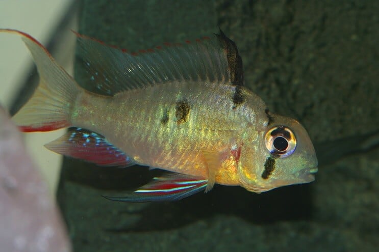 Carnero boliviano hembra