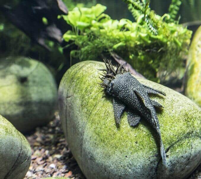 Apariencia de Bristlenose Pleco
