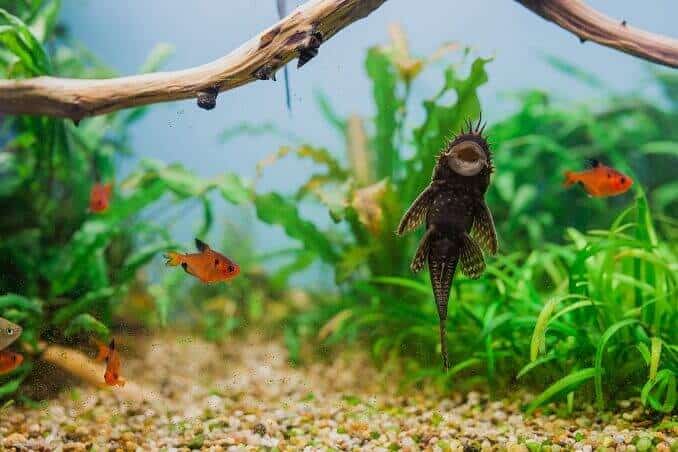 Pleco Bristlenose macho