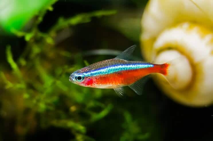 Apariencia del Cardenal Tetra