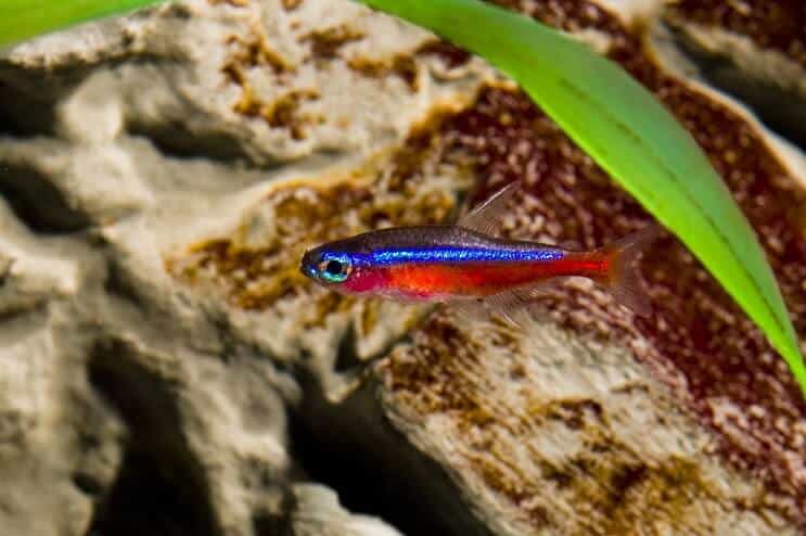 Cardinal Tetra Care