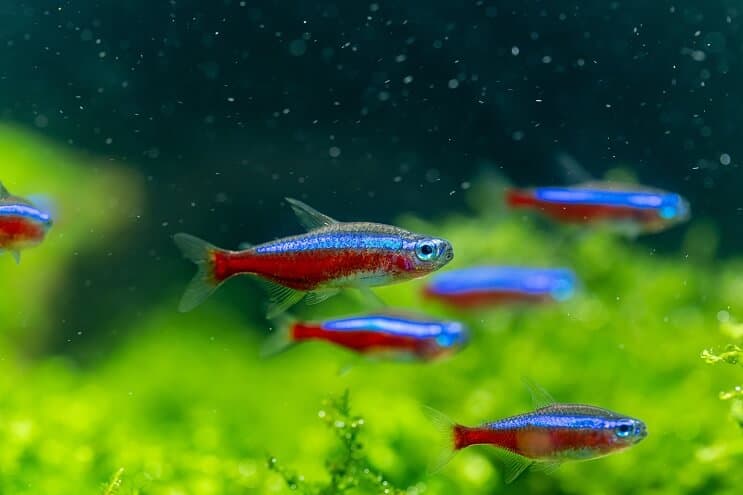 Descripción general de Cardinal Tetra