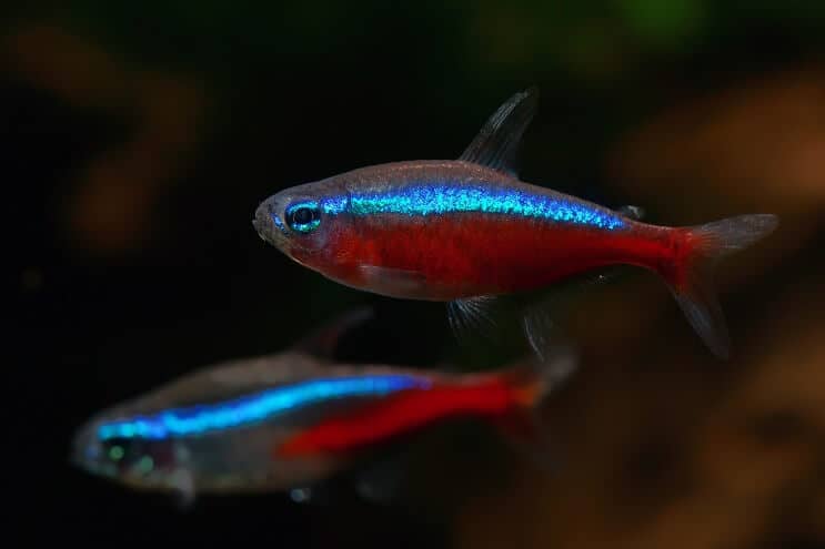 Compañeros de tanque cardinal tetra