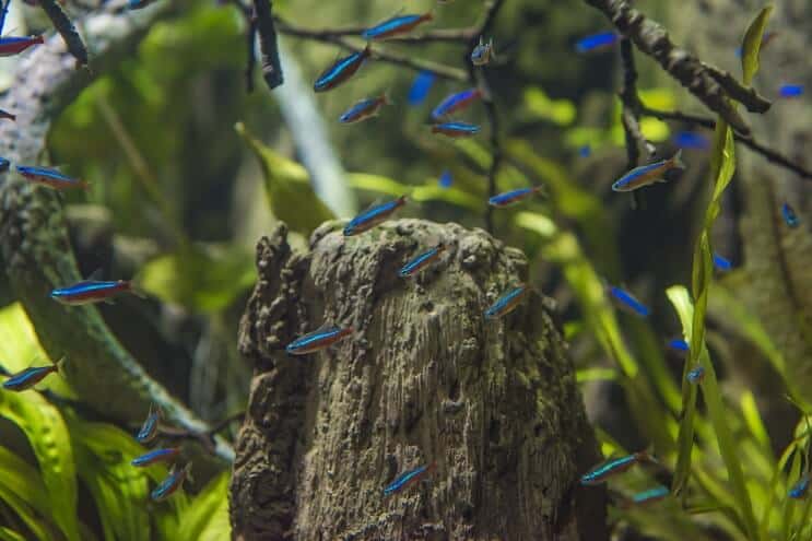 Cardenal Tetra Habitat