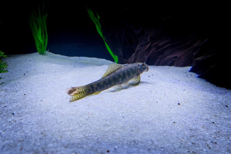 Descripción general de Chinese Algae Eater