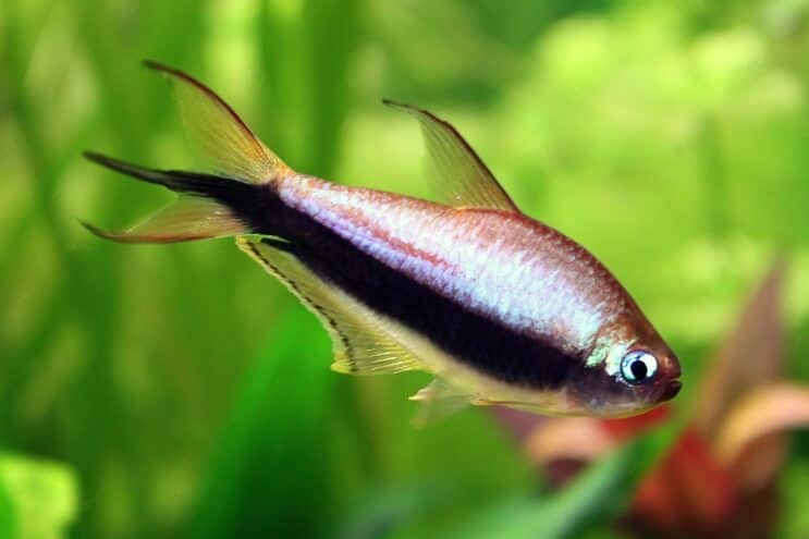 Emperador Tetra