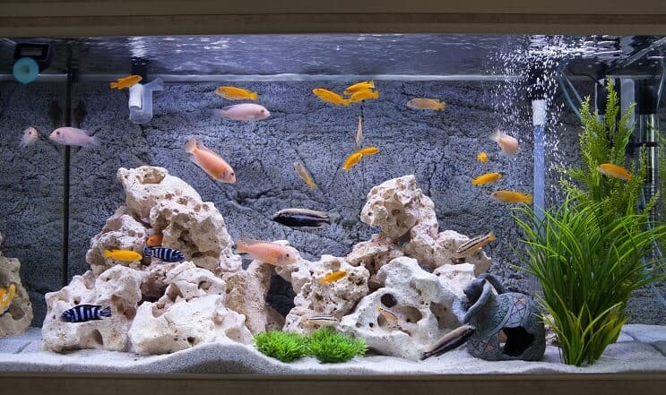 Cíclidos en un acuario