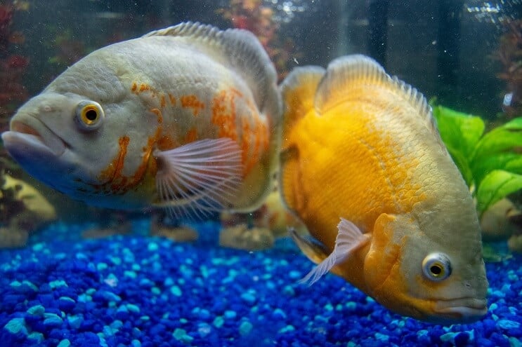 Cíclidos nadando en un acuario
