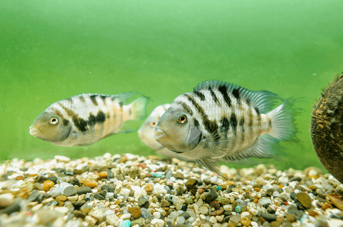 Cichlid convicto masculino y femenino