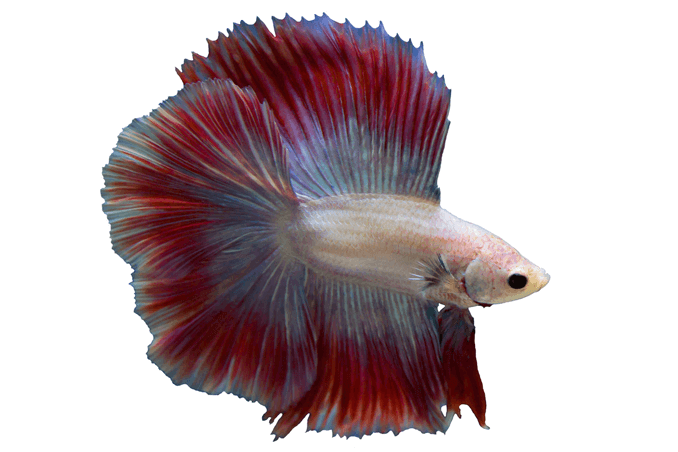 Requisitos del tanque Betta