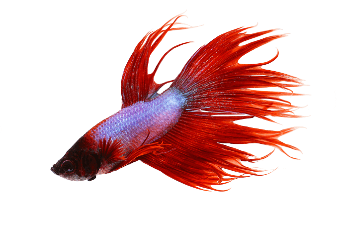 Comportamiento Crowntail Betta