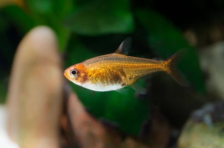 Aspecto de Ember Tetra