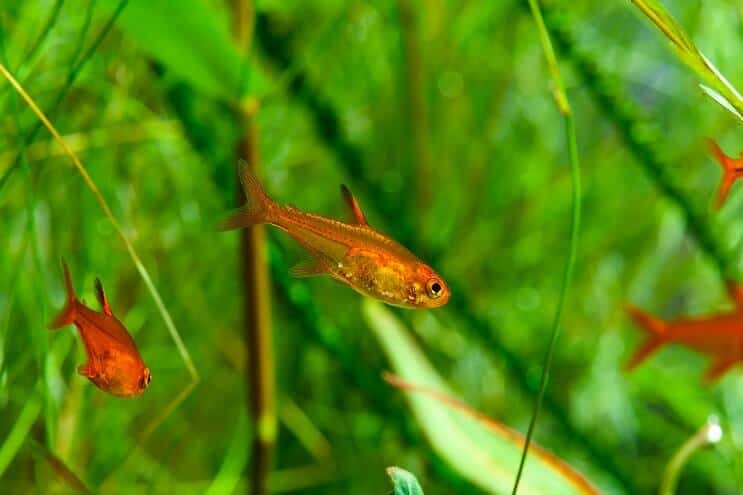 Ember Tetra Natación