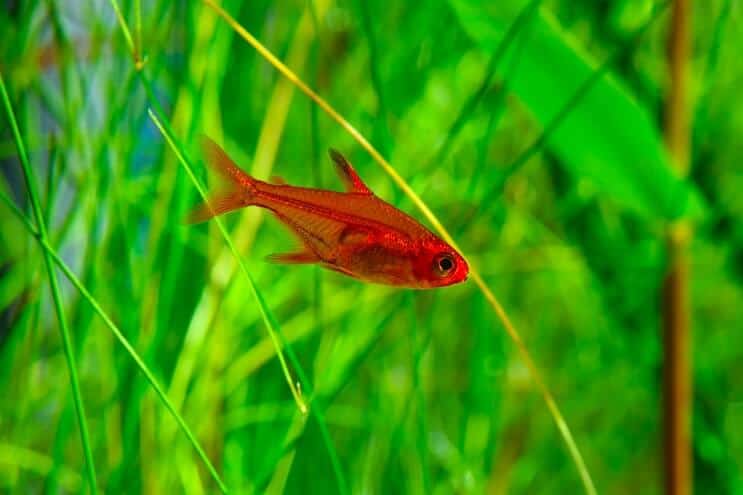 Fuego tetra