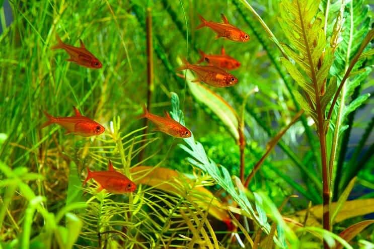 Compañeros de tanque Ember Tetra