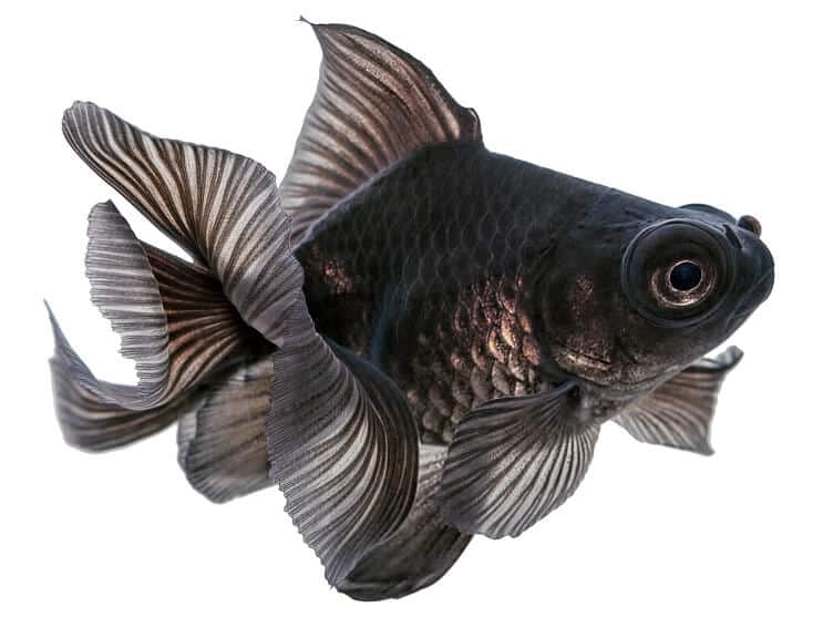 Goldfish telescopio negro