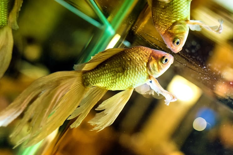 Cola de milano Goldfish