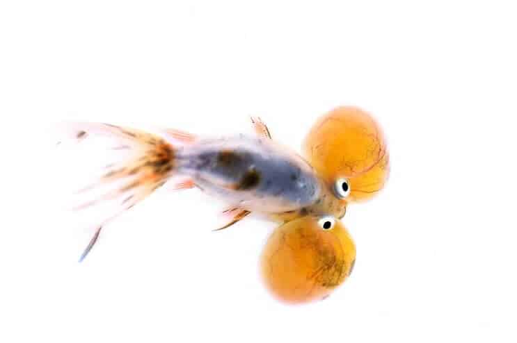 Goldfish ojo de burbuja