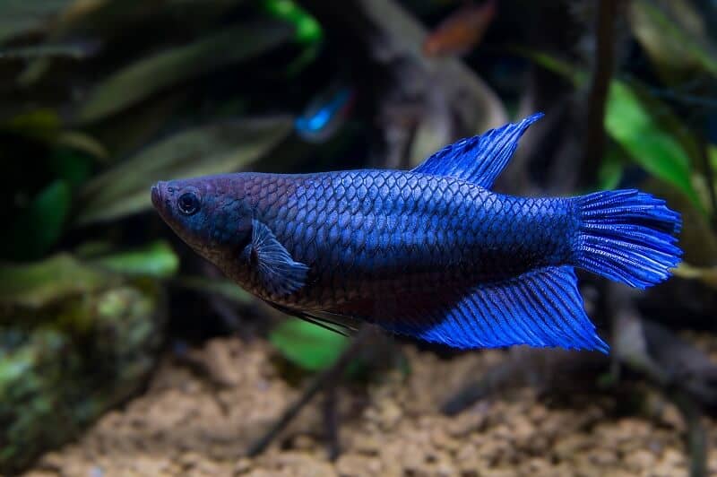 Pez Betta hembra