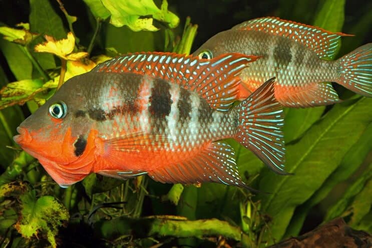 Cichlid Firemouth macho y hembra