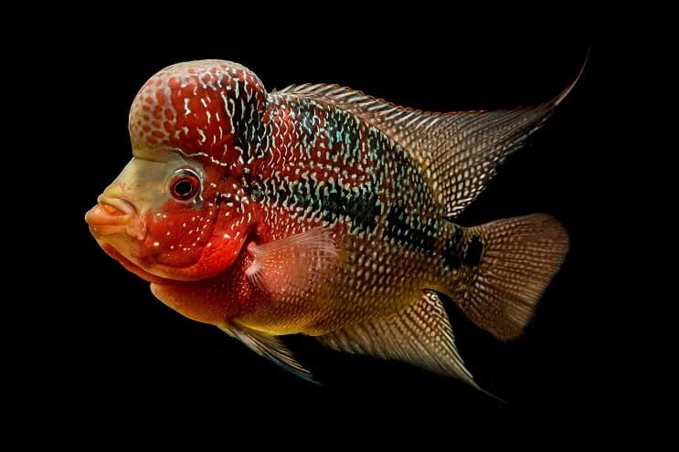 Aspecto del cíclido Flowerhorn