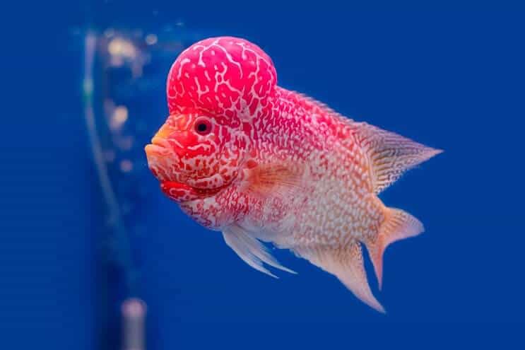 Descripción general del cíclido Flowerhorn