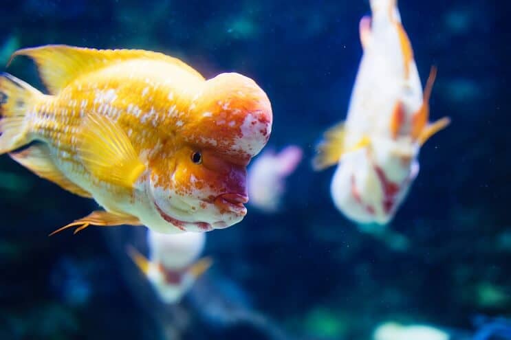 Cíclido Flowerhorn