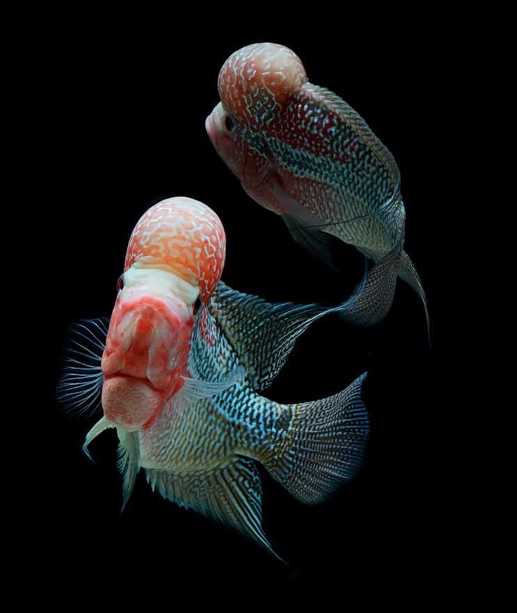 Compañeros de tanque de cíclidos Flowerhorn