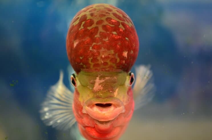 Cichlid Flowerhorn desde el frente