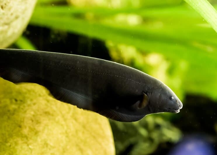 Pez cuchillo fantasma negro